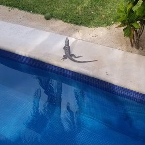 Meet your Posher, Lacy